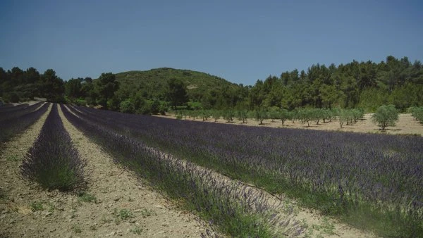 Abbaye de Pierredon - Lavender