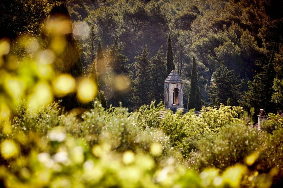 Abbaye de Pierredon - Provenza - Estravaganza - vigne