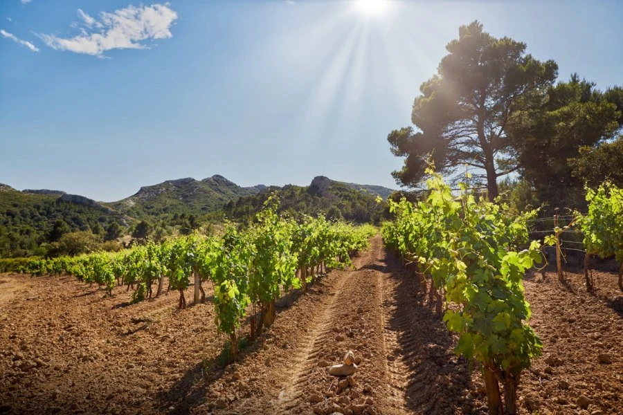 Abbaye de Pierredon - Provence - Estravaganza - Vineyard