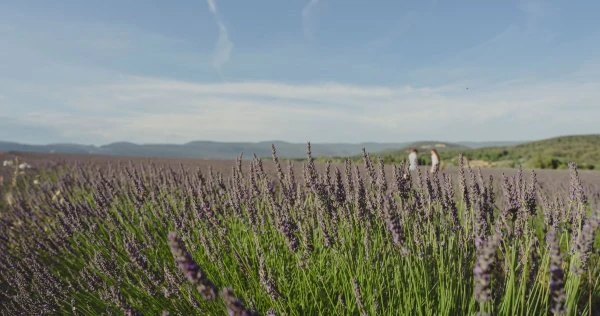 Abbaye de Pierredon - Provence - Lavender