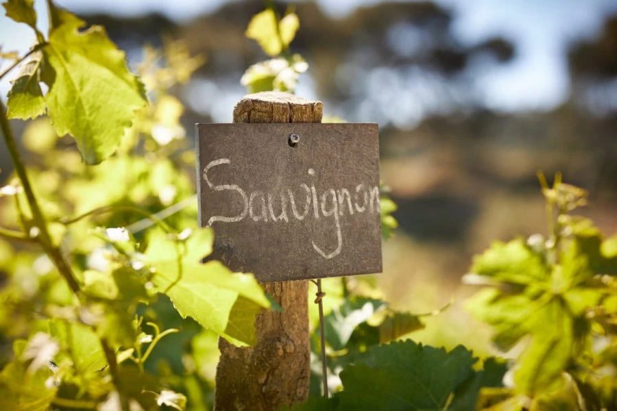 Abbaye de Pierredon - Provence - Luna Plena - Vineyard