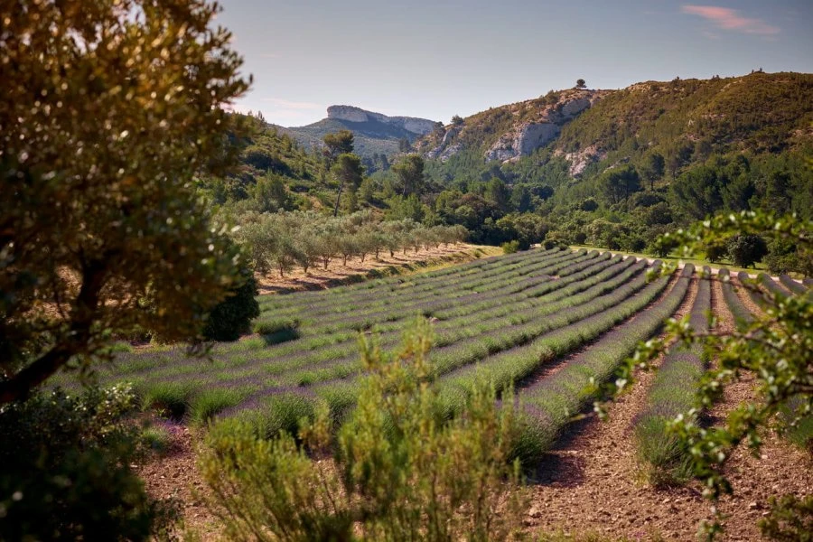 Abbaye de Pierredon - Provence - Luna Plena - Vineyard