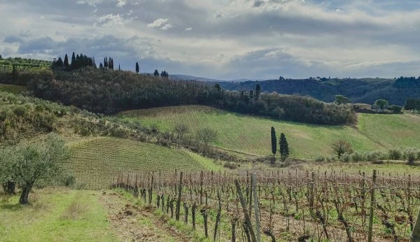 Amici in Bolla - Toscana - Vigneto