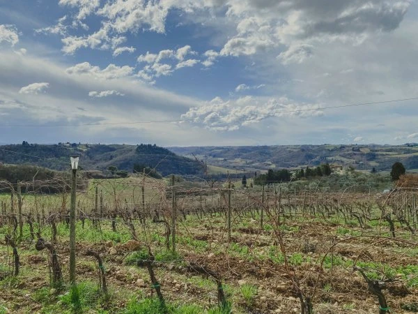 Amici in Bolla - Toscana - Vigneto