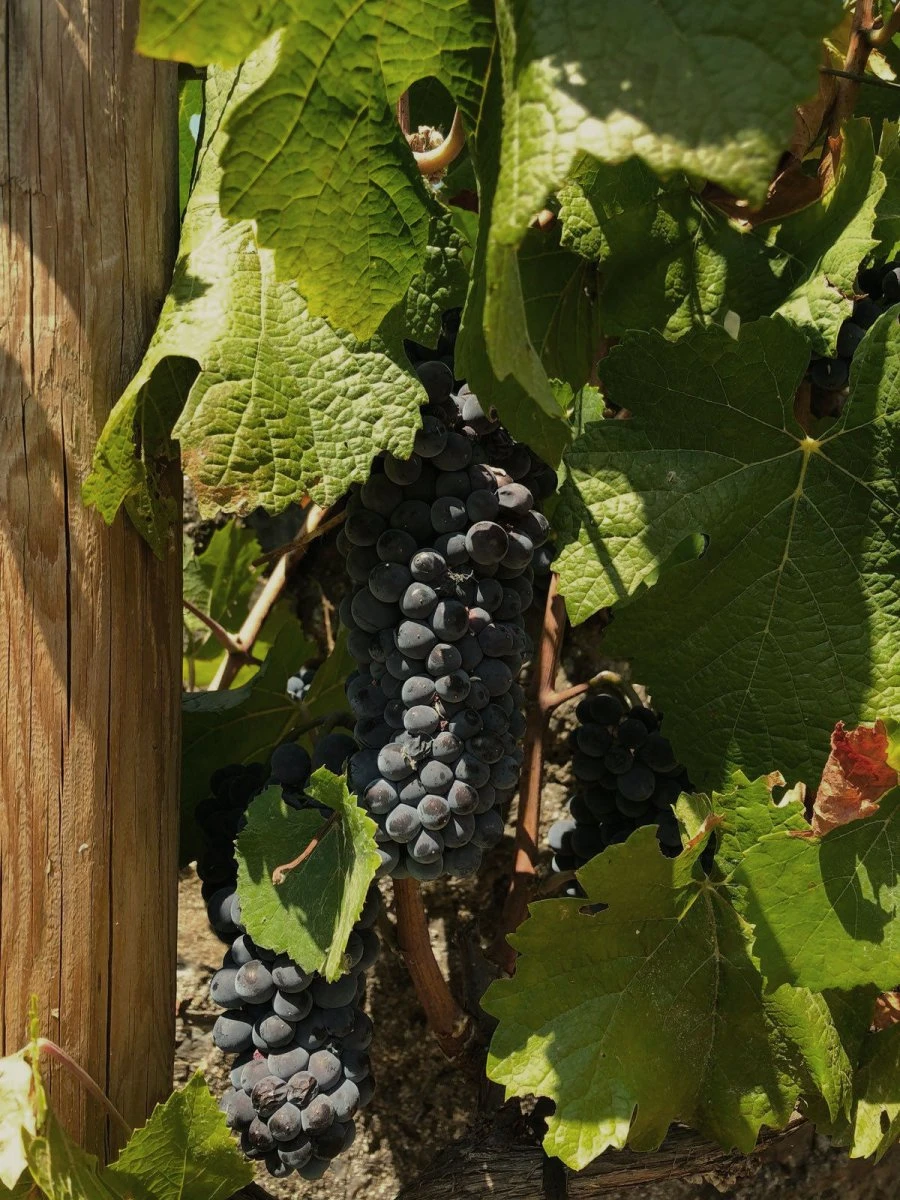 Antigua Real Fábrica - Andalusia - Pinot Noir - Grapes