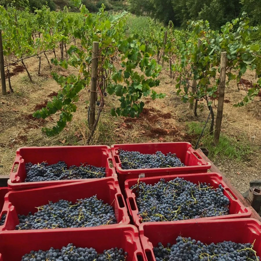 Antigua Real Fábrica - Andalusia - Grapes