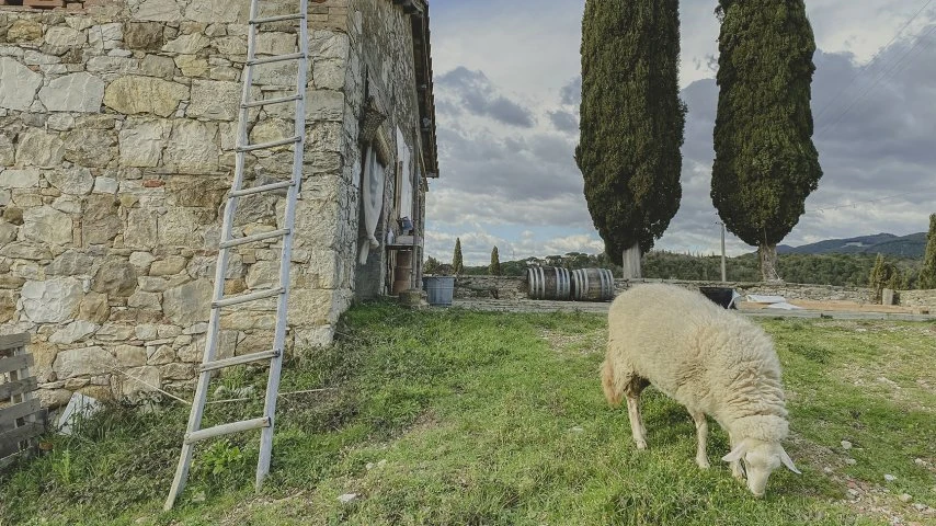 Azienda Agricola La Lama - Toscana - Pecora