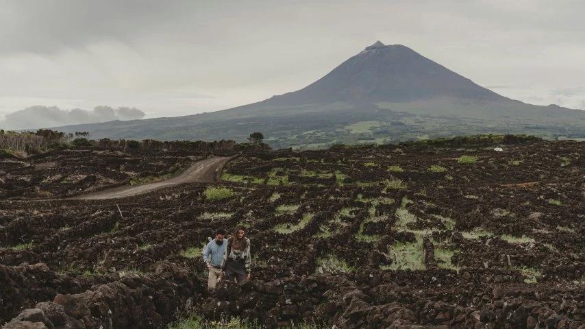 Azores Wine Company_Vigne