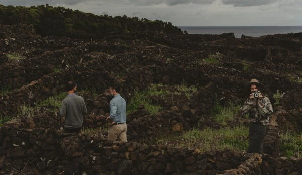 Azores Wine Company_Visit_Vineyard