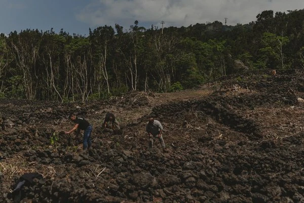 Azores - Adega Lucas Lopes Amaral - Vineyard