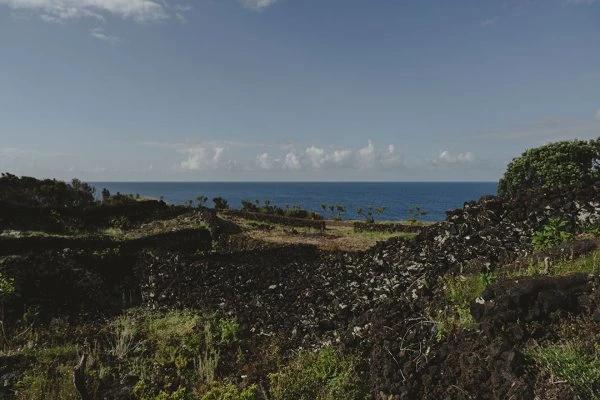 Azores - Adega Lucas Lopes Amaral - Vineyard