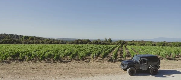 Chateau Romanin - Provenza - Vigne