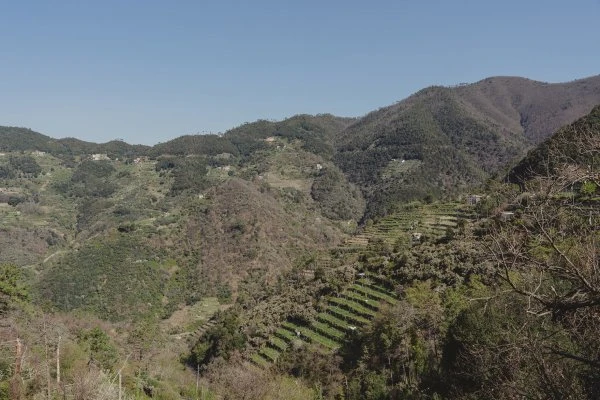 Ciàn du Giorgi - Liguria - Vineyard