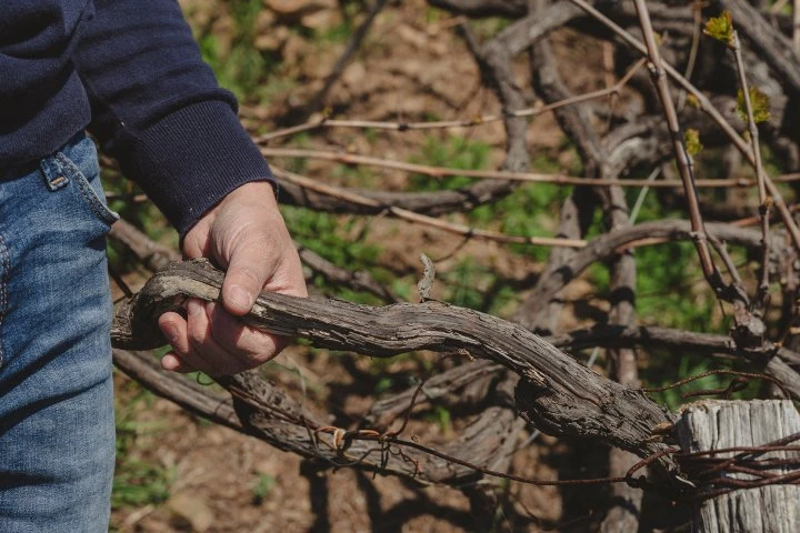 Cián du Giorgi - Liguria - Vineyard