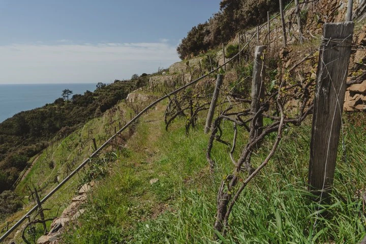 Cián du Giorgi - Liguria - Vineyard