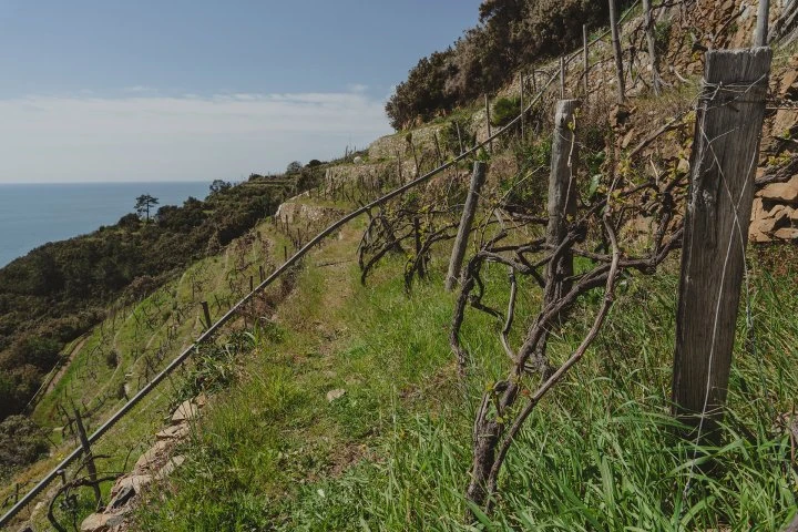 Cián du Giorgi - Liguria - Vigna