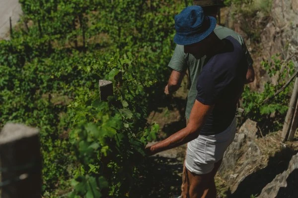 Dislivelli - Valtellina - Gian Piero Ioli - Gunter - Vineyard