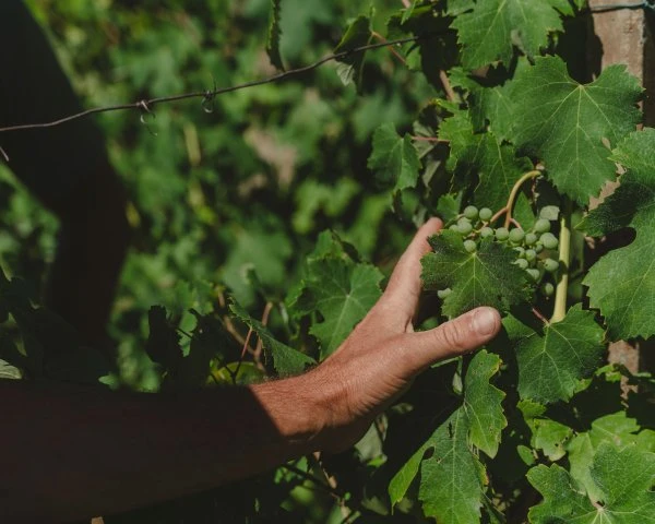 Dislivelli - Valtellina - Vigne