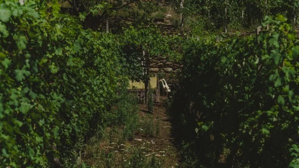 Dislivelli - Valtellina - Vineyard