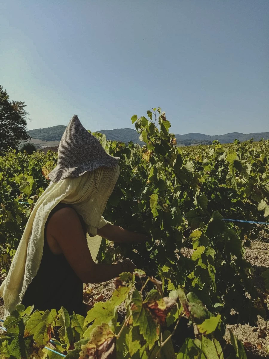 Domaine Les Capréoles - Raccolta uva