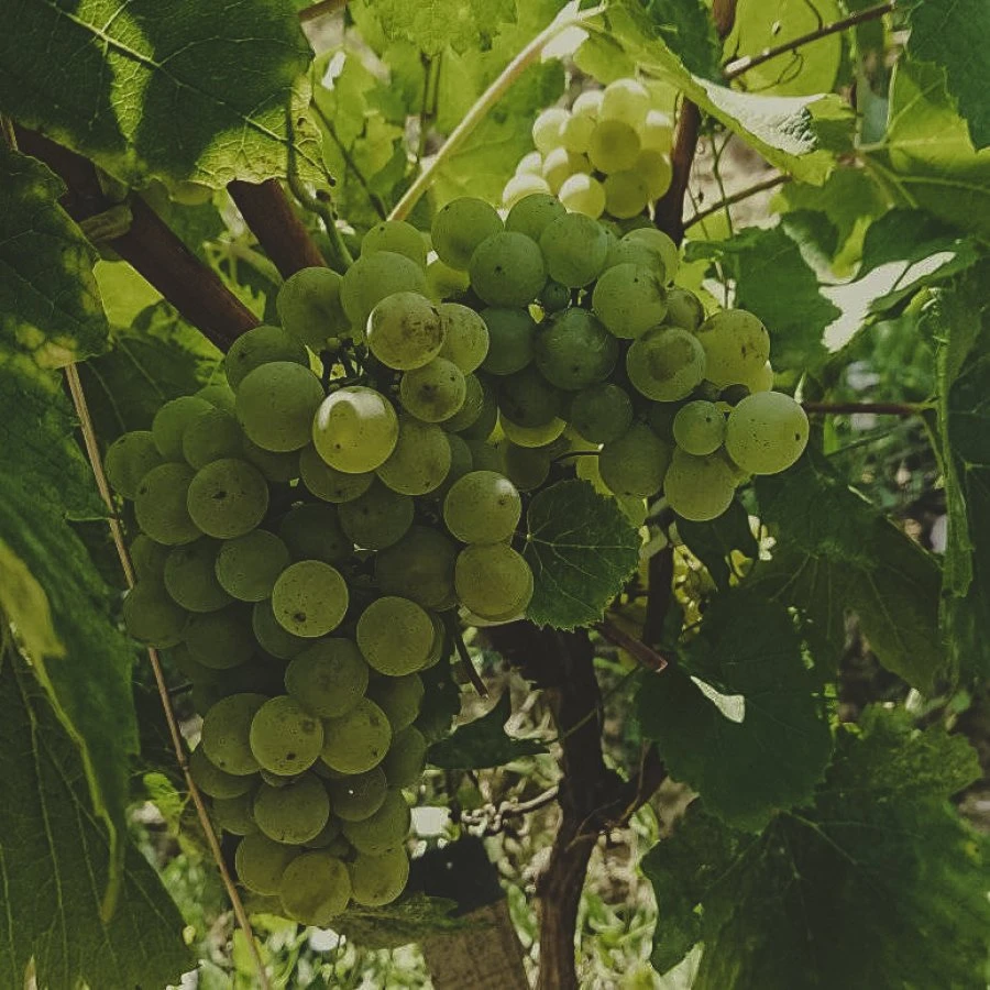 Domaine Les Capréoles - Grapes