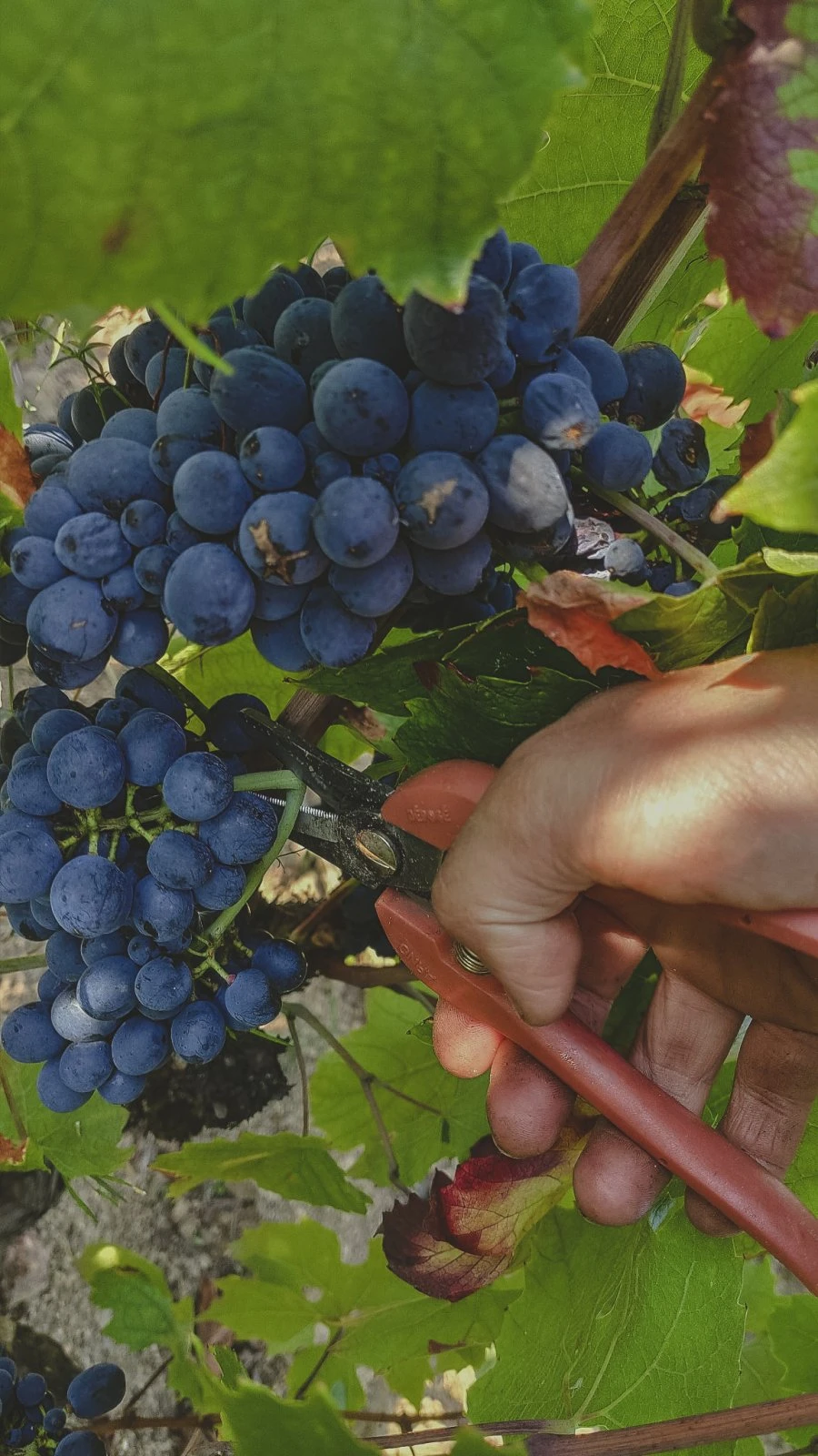 Domaine Les Capréoles - Grapes