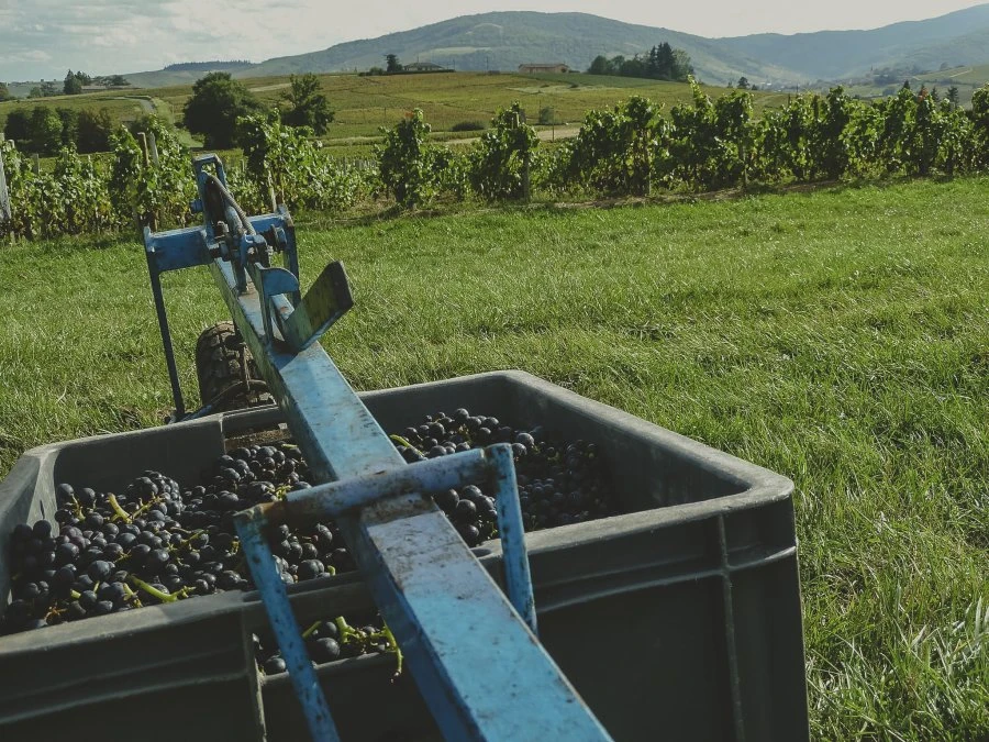 Domaine Les Capréoles - Harvest - Sous La Croix