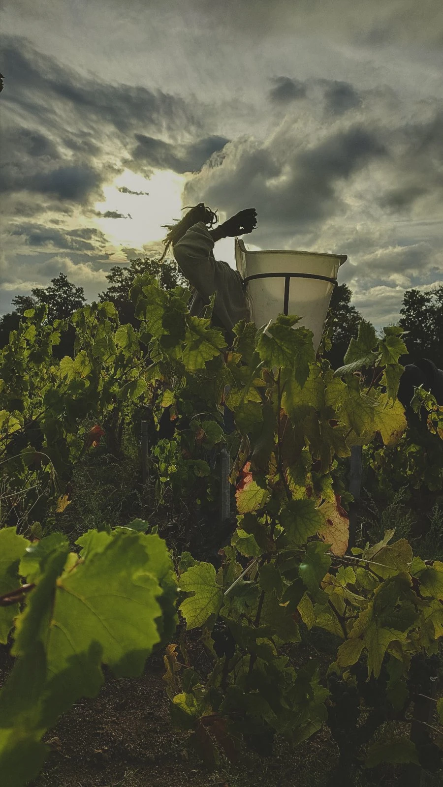 Domaine Les Capréoles - Harvest