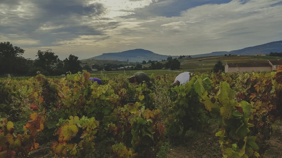 Domaine Les Capréoles - Vigne - Sous La Croix