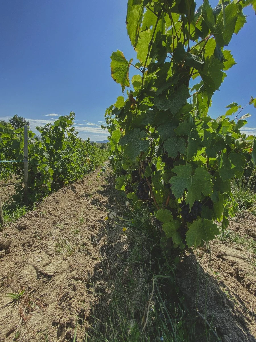 Domaine Les Capréoles - Vigne - Sous La Croix