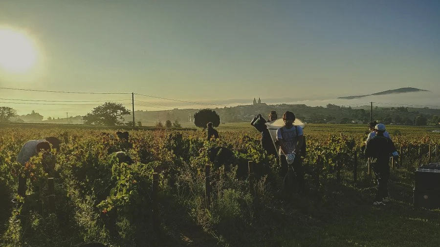 Domaine Les Capréoles - Vineyard