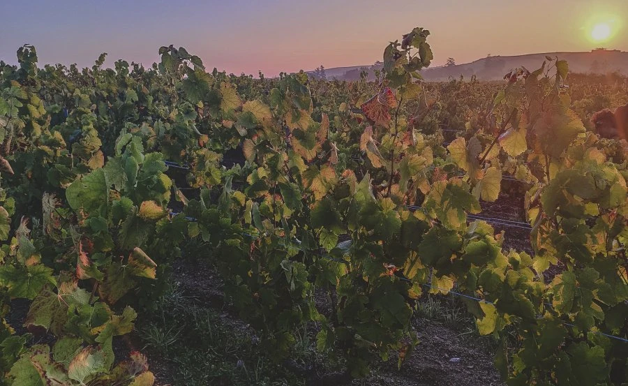 Domaine Les Capréoles - Vineyard