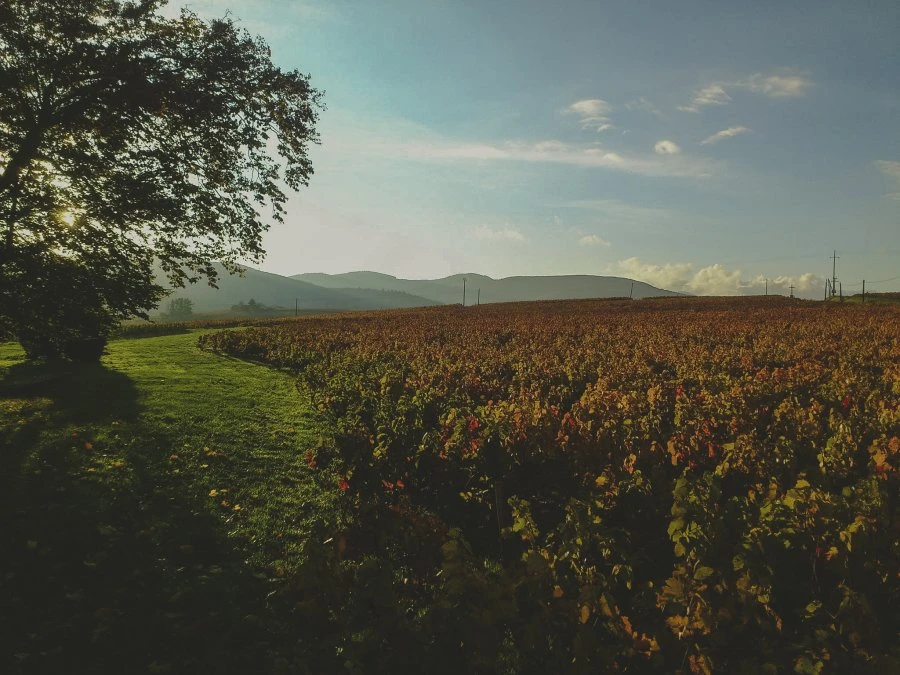 Domaine Les Capréoles - Vigne