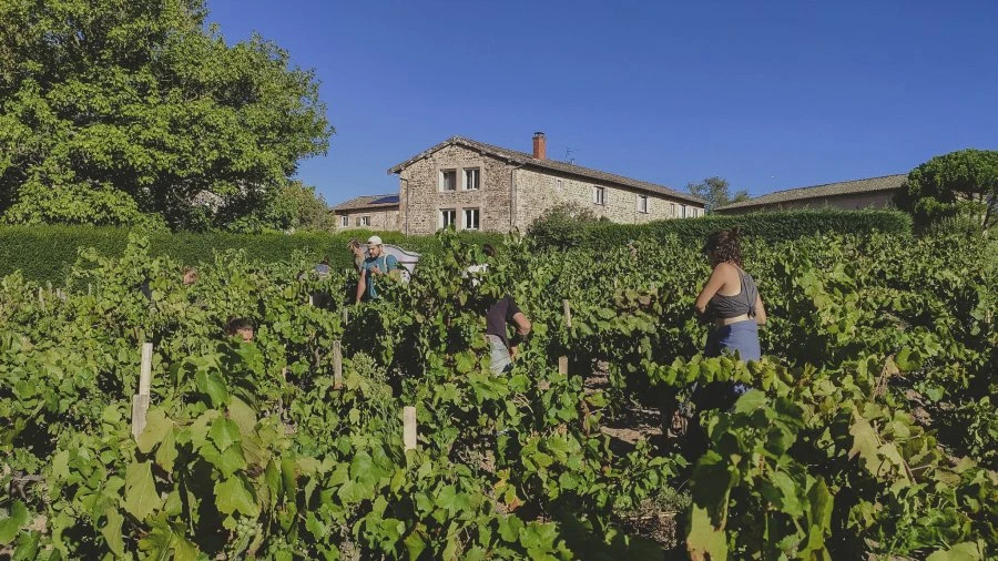 Domaine Les Capréoles - Vineyard