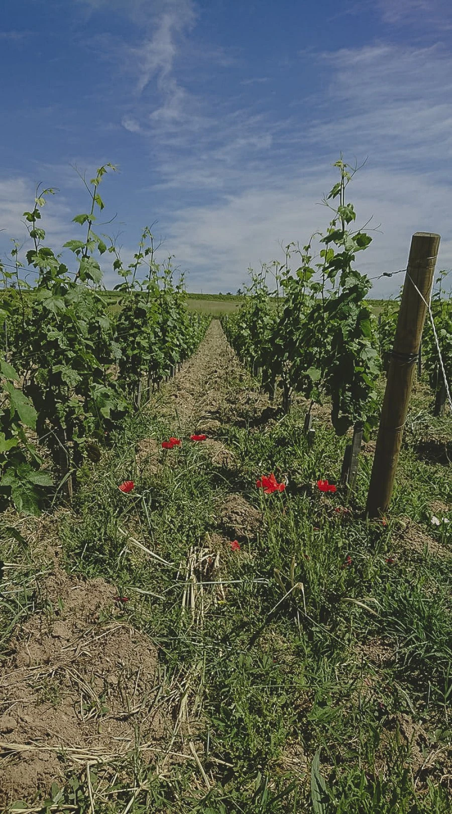 Domaine Les Capréoles - Vineyard