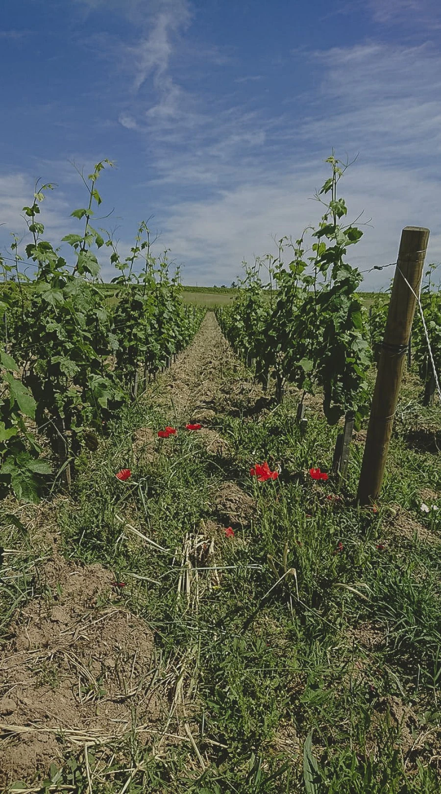 Domaine Les Capréoles - Vigne