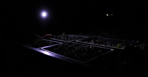 Finca Descalzos Viejos - Andalusia - Night grape harvest