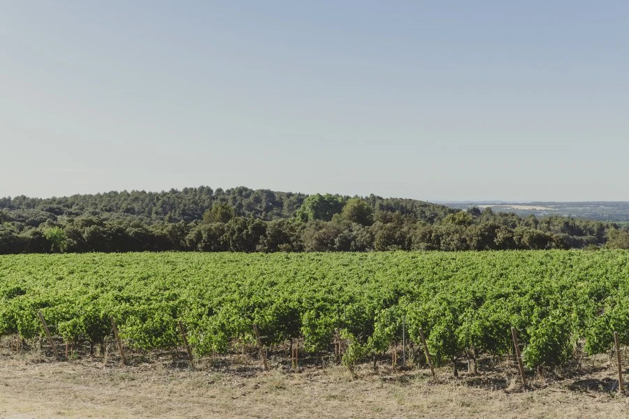Grand Vin Blanc - Château Romanin - Provence