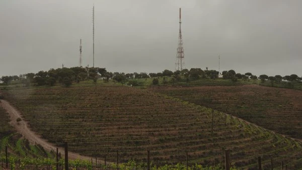 Herdade Aldeia de Cima - Alentejo - Vineyard