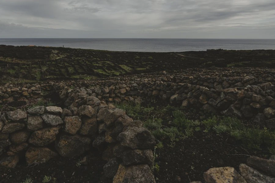 Isabella a Proibida - Azores Wine Company - Island of Pico - Vineyards