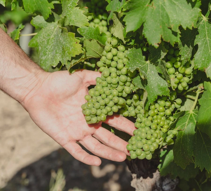 La Stéle Blanc_Mas de la Dame_Grapes