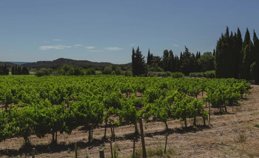 La Stéle Blanc_Mas de la Dame_Vigne