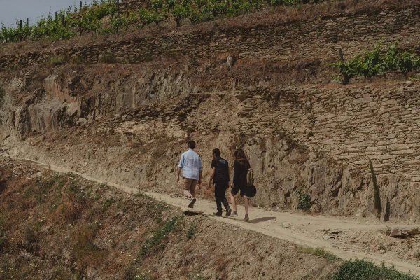 Maçanita - Douro - Vigne