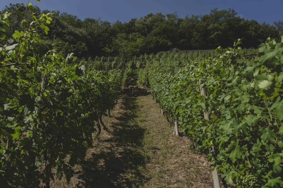 Pietro Selva - Valtellina - Costiera delle Cicale 2018 Valtellina Superiore DOCG Riserva - Vigne