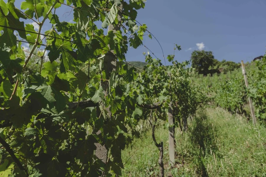 Pietro Selva - Valtellina - Forzato - Vineyards