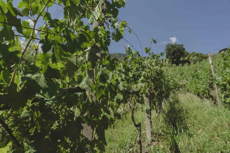 Pietro Selva - Valtellina - Forzato - Vigne