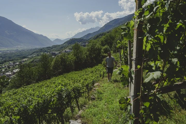 Pietro Selva - Valtellina - Vineyards