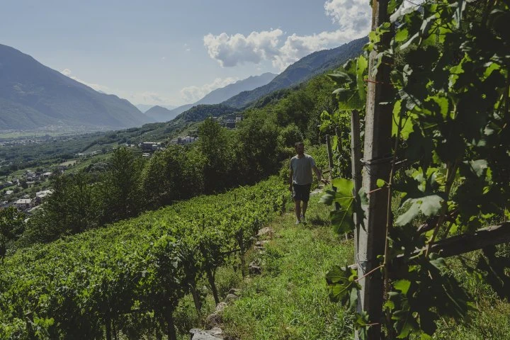 Pietro Selva - Valtellina - Vigne _3