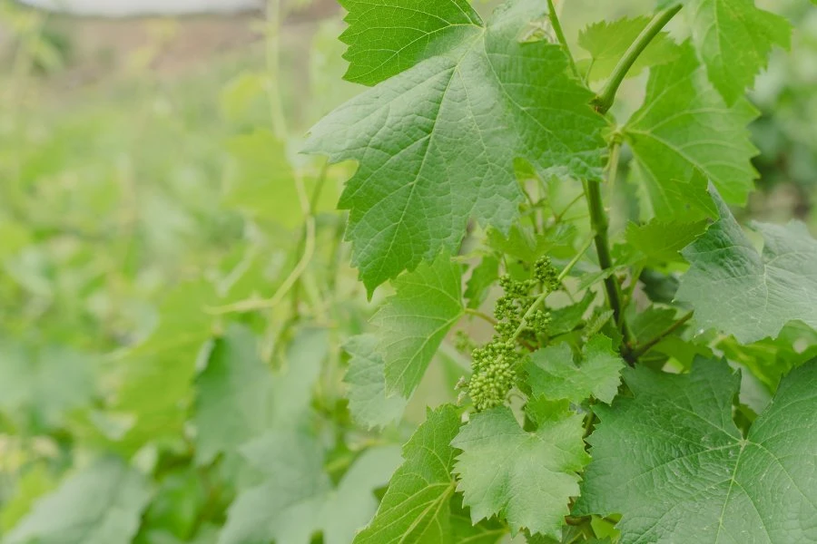 Portugal - Douro - Quinta Nova - Mirabilis Branco - Vineyards