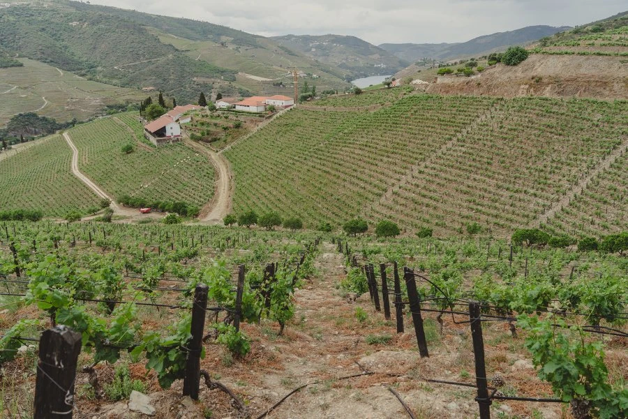 Portogallo - Douro - Quinta Nova - Mirabilis Branco - Vigne